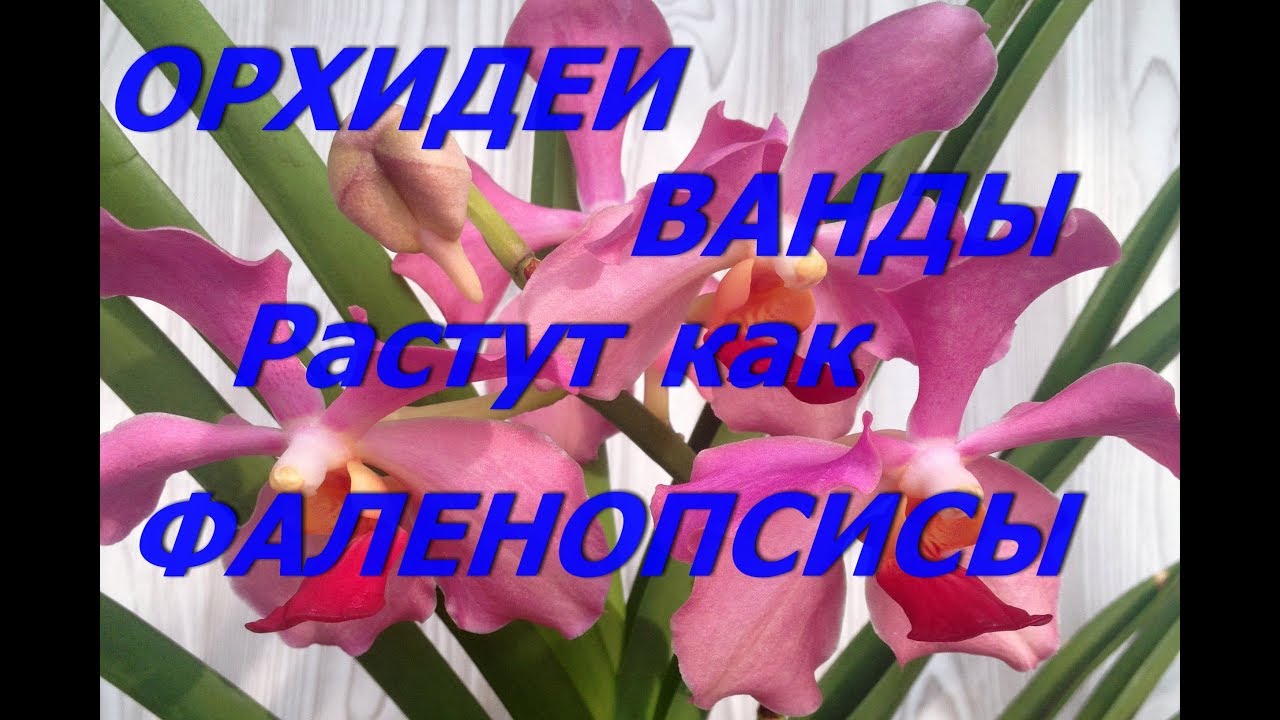 Орхидеи  Ванды растут как фаленопсисы в коре.