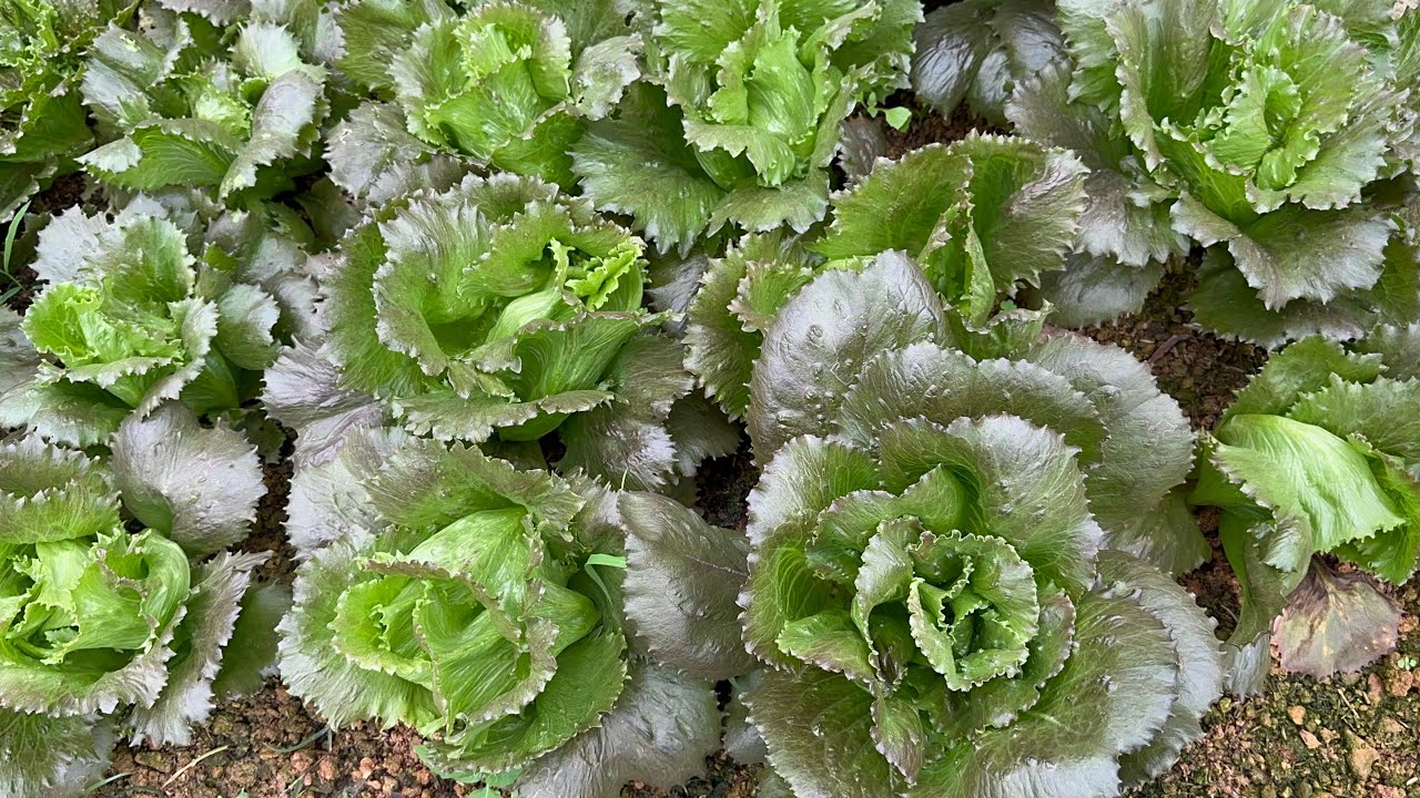 Mưa xuân, vườn rau xanh tốt, cây bật lộc, đơm trái, thu hoạch quả su su.