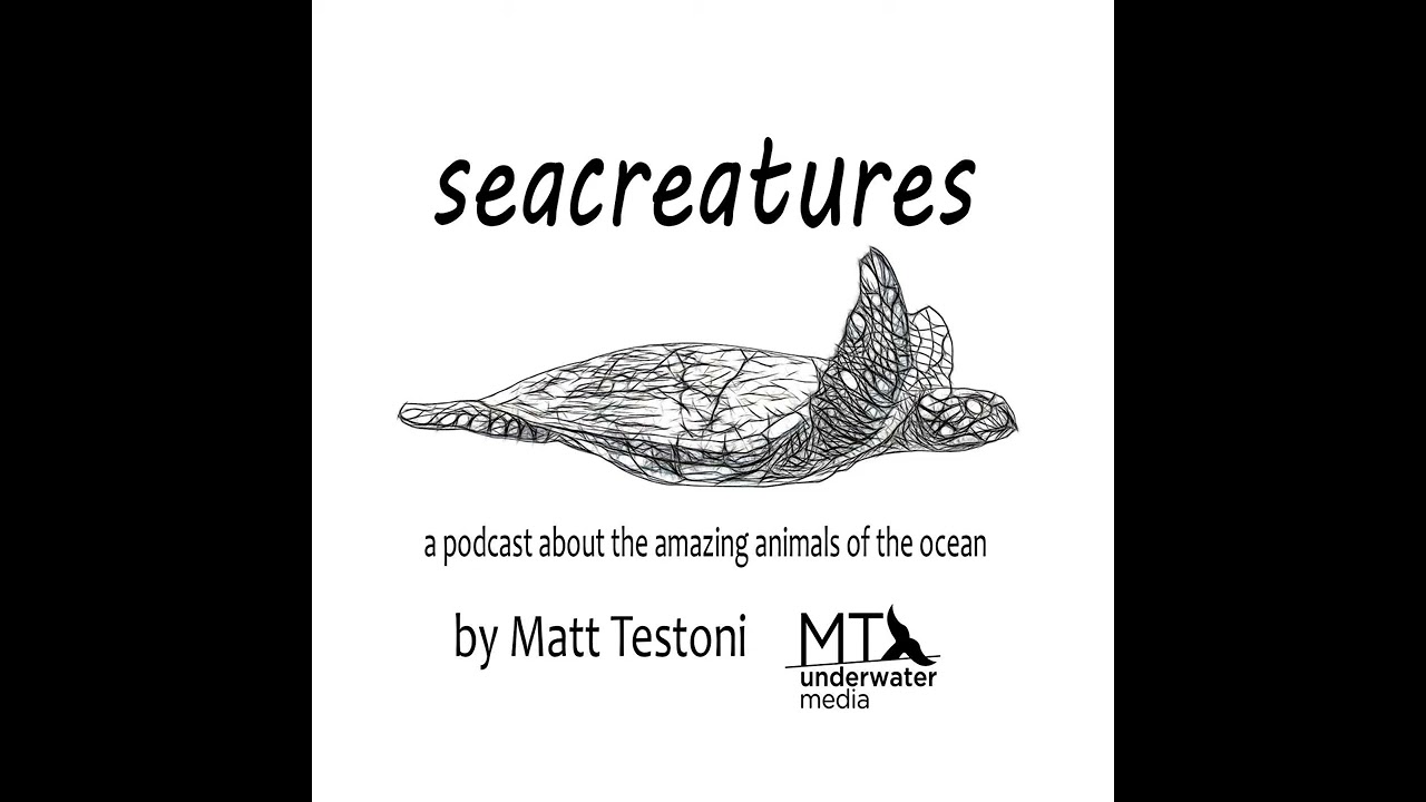 Episode 29: Epaulette Sharks with Jodie Rummer