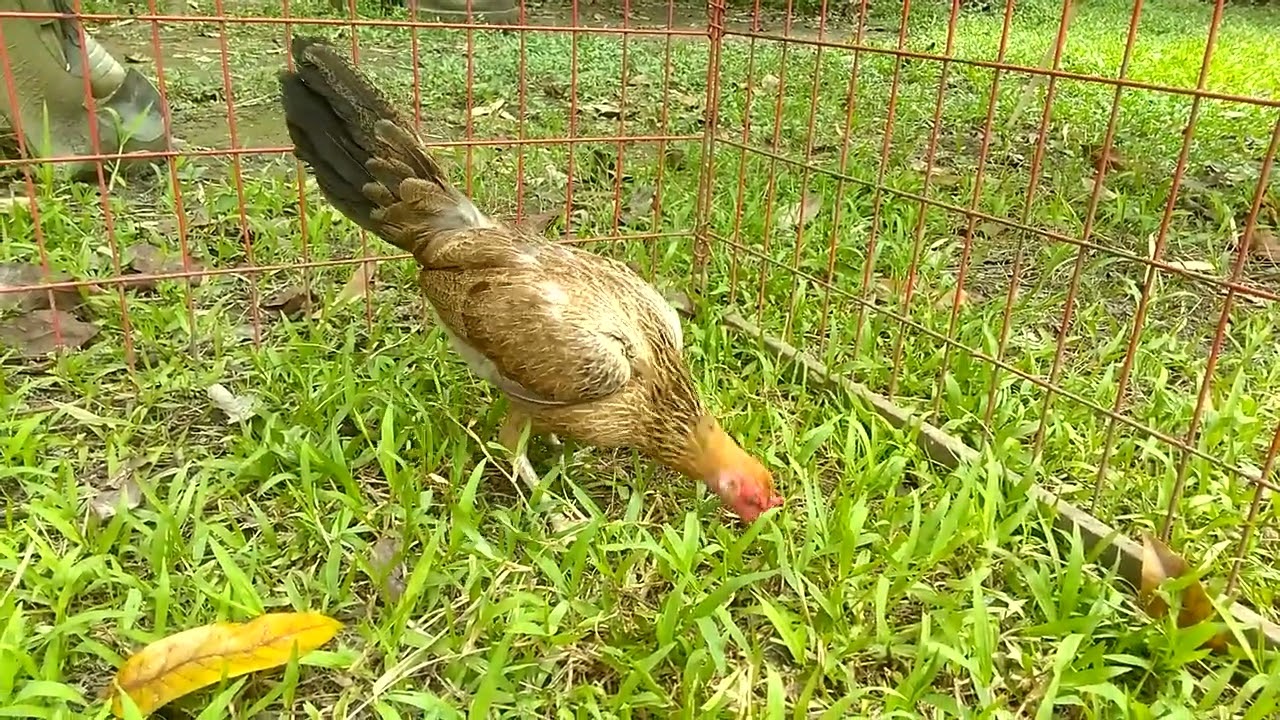Golden Boy Sweater Hen (AEJ)