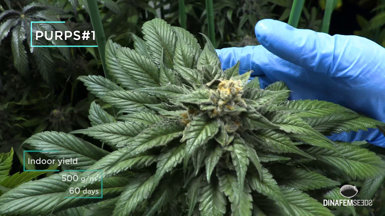 Dinafem Seeds, visit with us an indoor garden