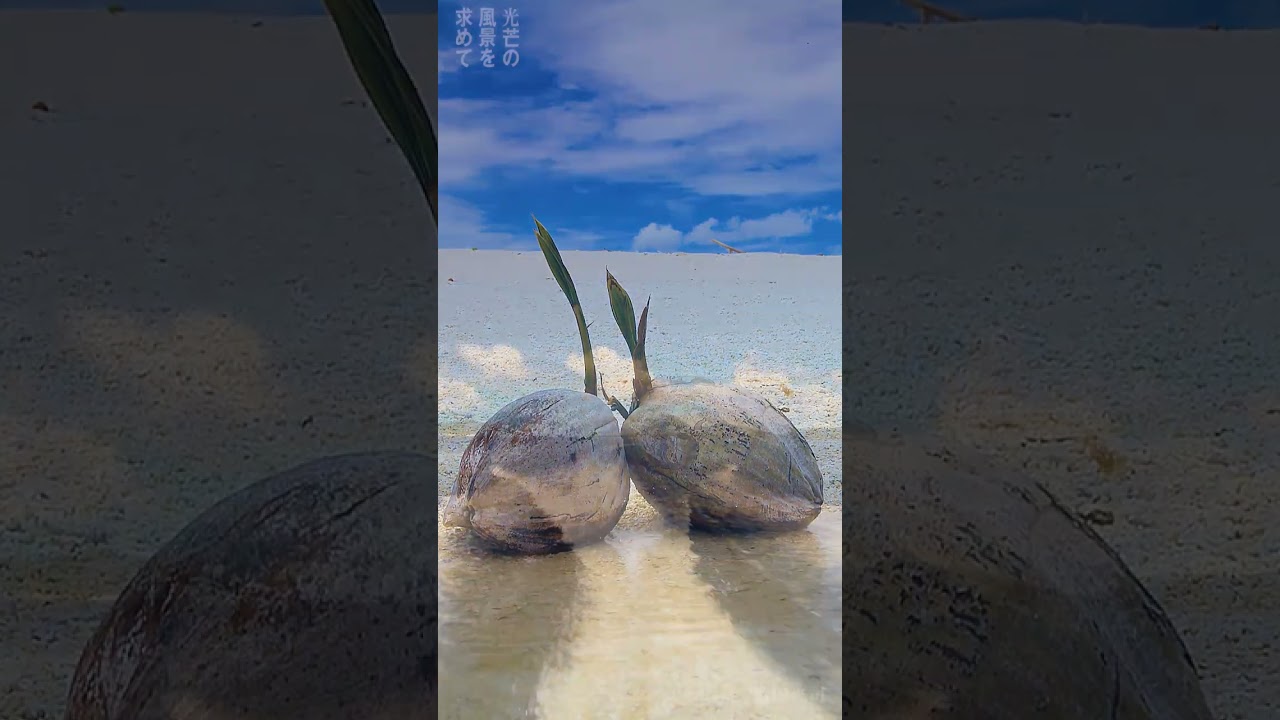 GO TO JEEP vertical 憧れのジープ島 縦動画1