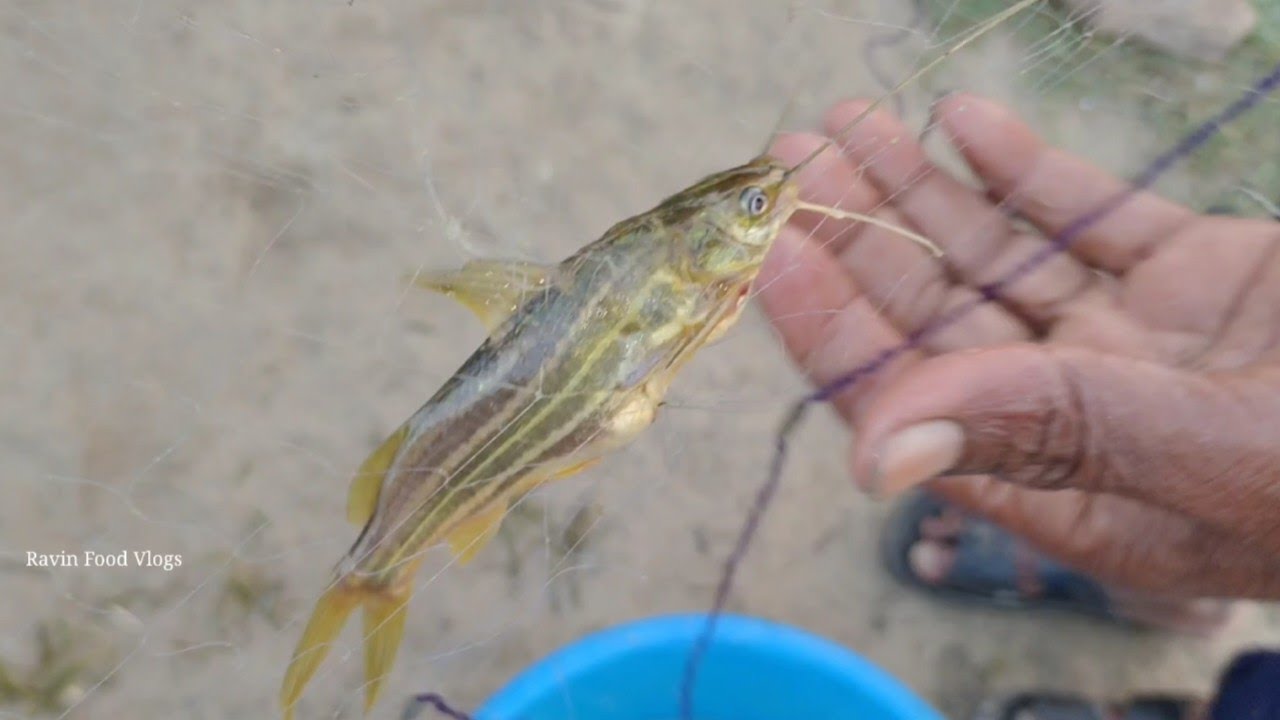 Fisherman Catching Fish From Yamuna River || Indian River Fishing ||