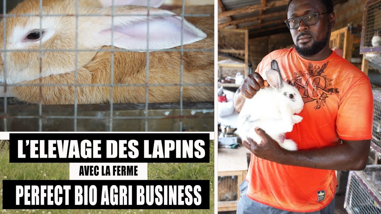 L'Elevage des Lapins avec la Ferme Perfect Bio Agri-Business.