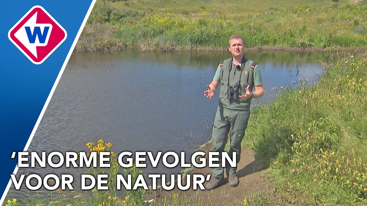 Duinen zijn nog nooit zo groen geweest
