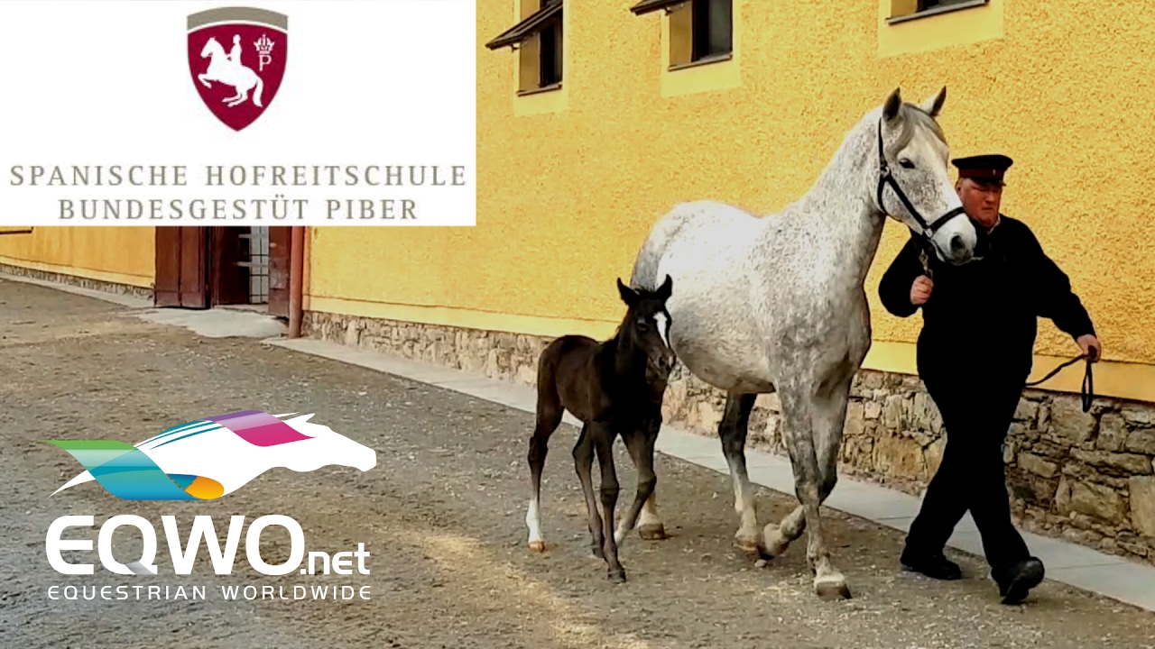 Führung durch das Lipizzanergestüt Piber - EQWOtv