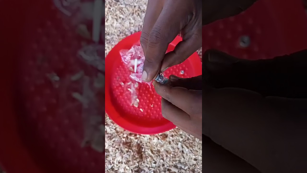 Jinsi ya kuwapa vifaranga chanjo ya Ndui