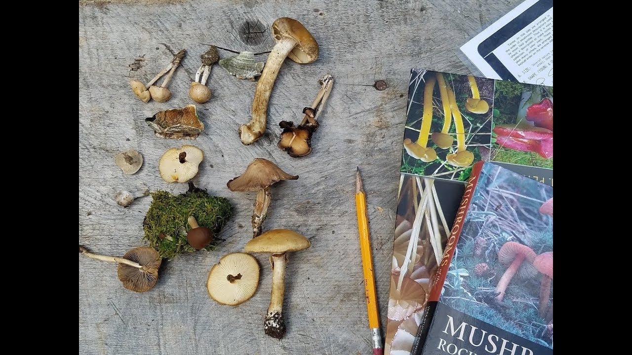Mushroom Hunting 101
