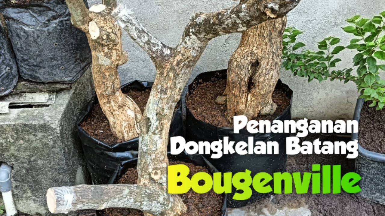 Perawatan Dongkelan Batang Bougenville Sebagai Bahan Bonsai/Bahan Dasar Sambung Bougenville