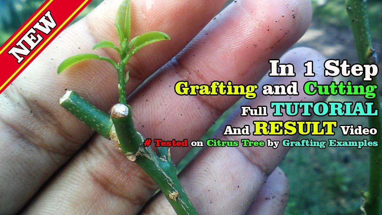 Grafting and Rooting in 1 Step With RESULT video by Grafting Examples