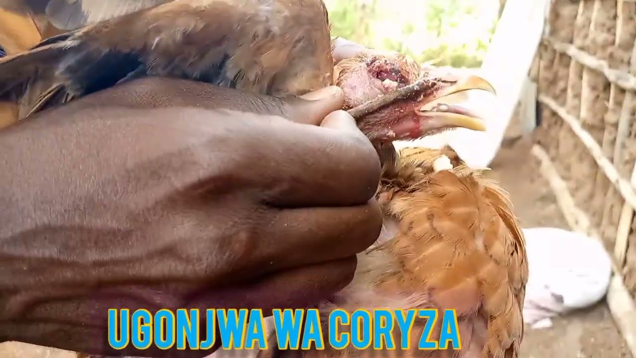 CORYZA DISEASE//UGONJWA WA CORYZA//KUFURA MACHO KUKU
