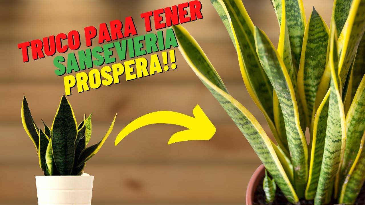 Aprede a Trasplantar y Cuidar La Sansevieria, Es un Tesoro en Tu Hogar #sansevieria