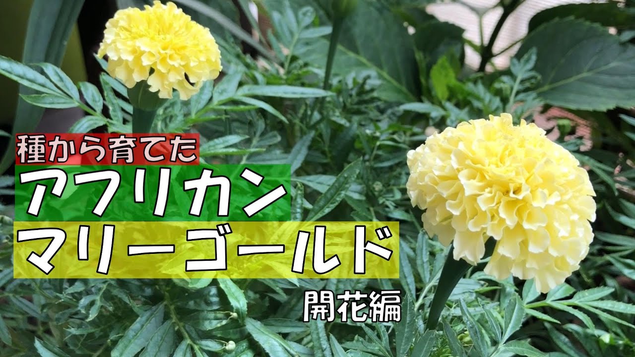 種まきシリーズ【アフリカンマリーゴールド】開花編