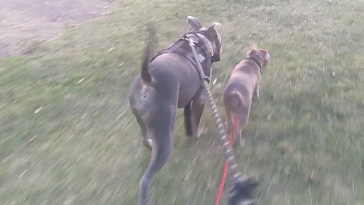 Pitbull Puppy Goes On His First Ever Walk With Zeusy The Talking Pitty ❤️ 