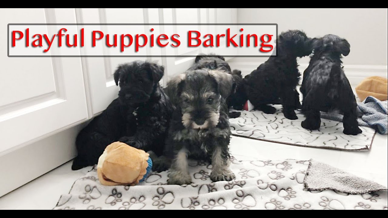 🐶 2 Litters of Mini Schnauzer Puppies Playing Together - SOUND ON!