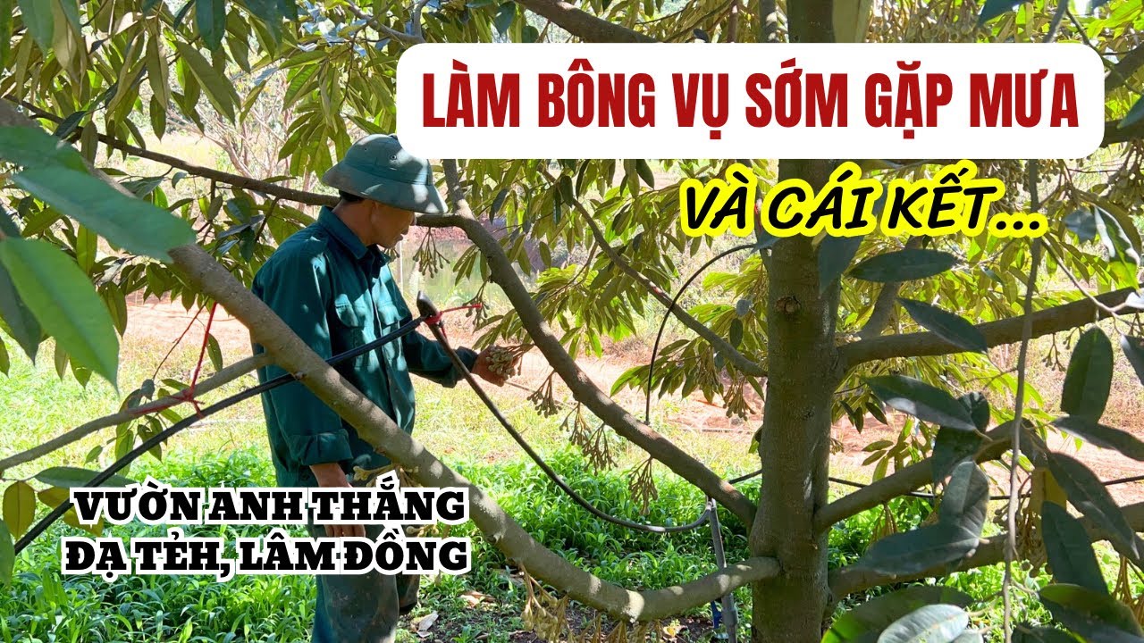 LÀM BÔNG VỤ SỚM GẶP MƯA VÀ CÁI KẾT…