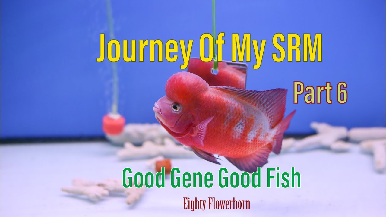 Journey Of My Super Red Monkey Part 6-Super KOK- Cá La Hán Khỉ Đỏ Đầu Khủng- Eighty Flowerhorn
