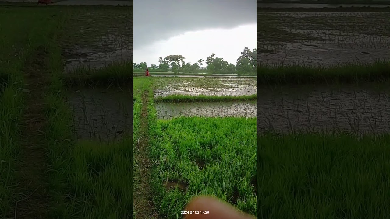 #naturalrain,natural rain,natural rain sounds,musical natural rain,natural rain ambience,tranquil na