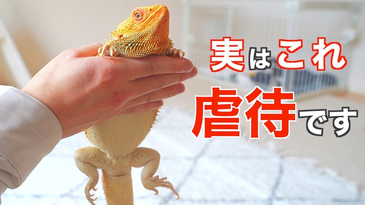 フトアゴ飼育でやってはいけない飼い主の行動！お迎え前・初心者必見！【餌の与え方・ハンドリングのコツ・多頭飼い】