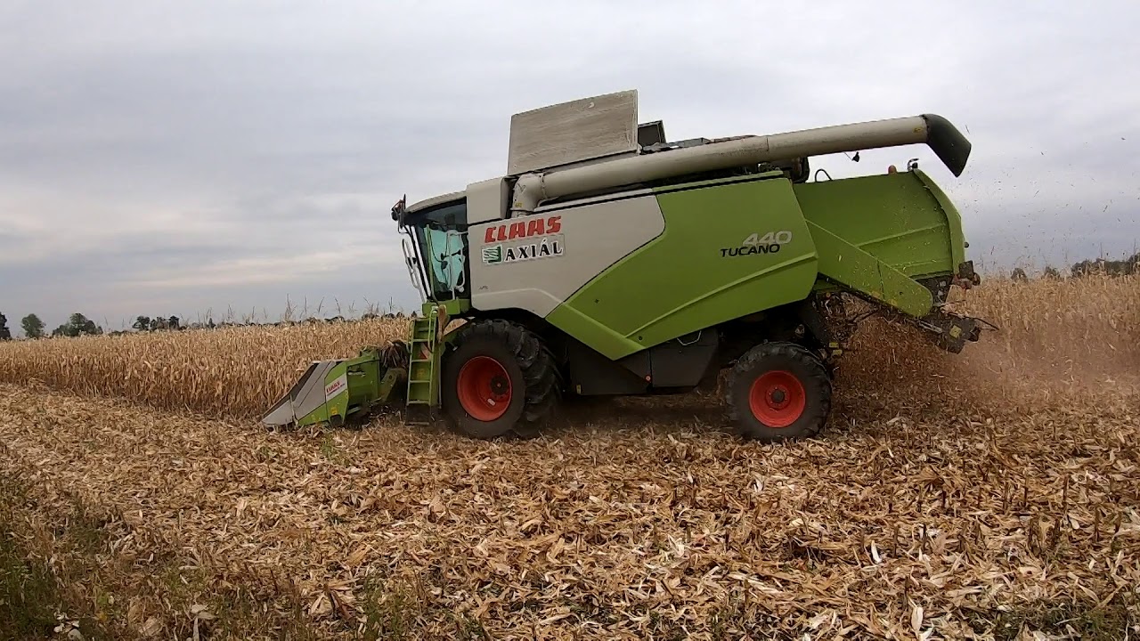 Kukorica aratás - Corn harvest 2019 /Claas Tucano  440