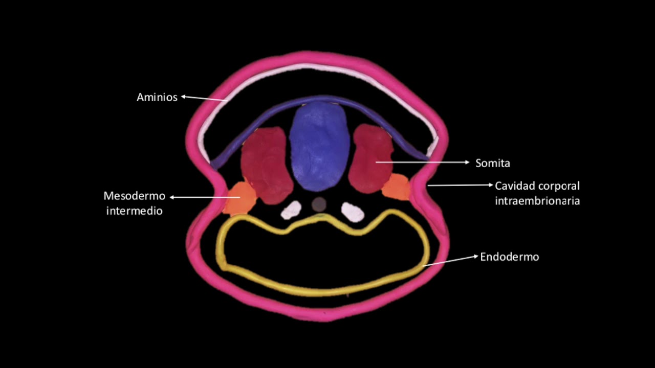 Formaci&oacute;n de la notocorda, gastrulaci&oacute;n y neurulaci&oacute;n.