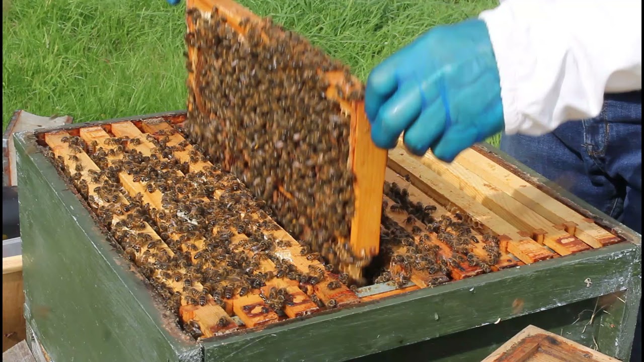 Beekeeping, Wing Virus & a Dark Queen