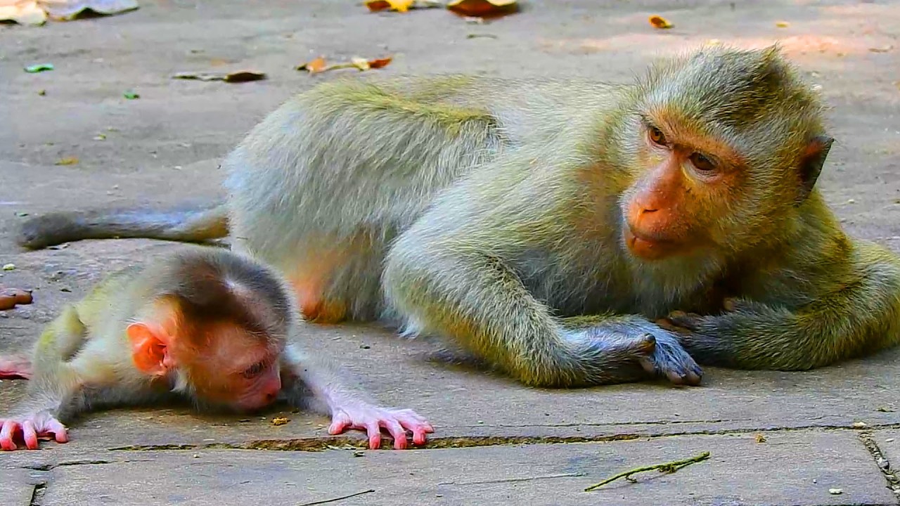 Will young mother Rainbow give birth to a cute pigtail newborn? Rainbow acts as she is a mom of him