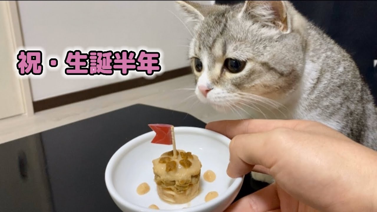 特製誕生日ケーキをすごい勢いで食べ尽くしちゃう子猫がこちら…！笑