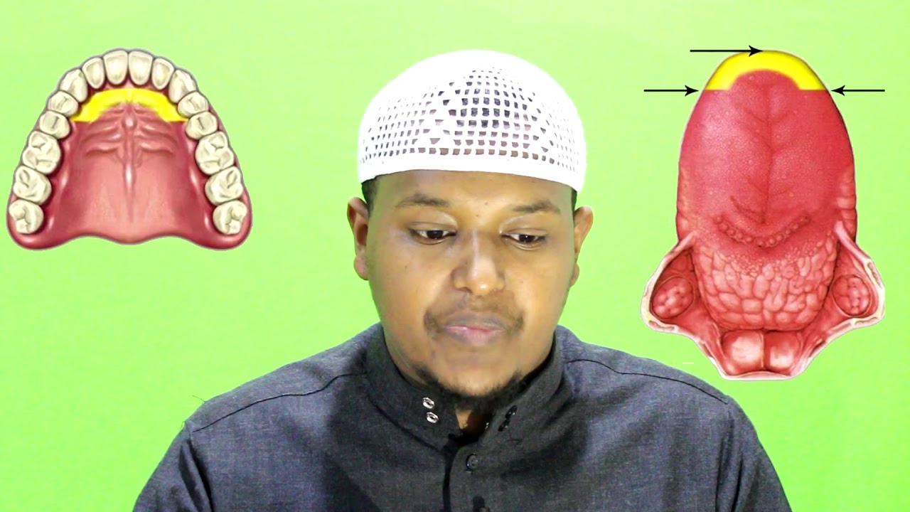 ትምህርት 7 ፤ አል_ሊሳን ፤ 3, ሓፈተይ_ሊሳን ፤ የ ل መውጫ ፤ የአድሱ ቁረአንን እንዴት እናንብብ ማብራሪያ