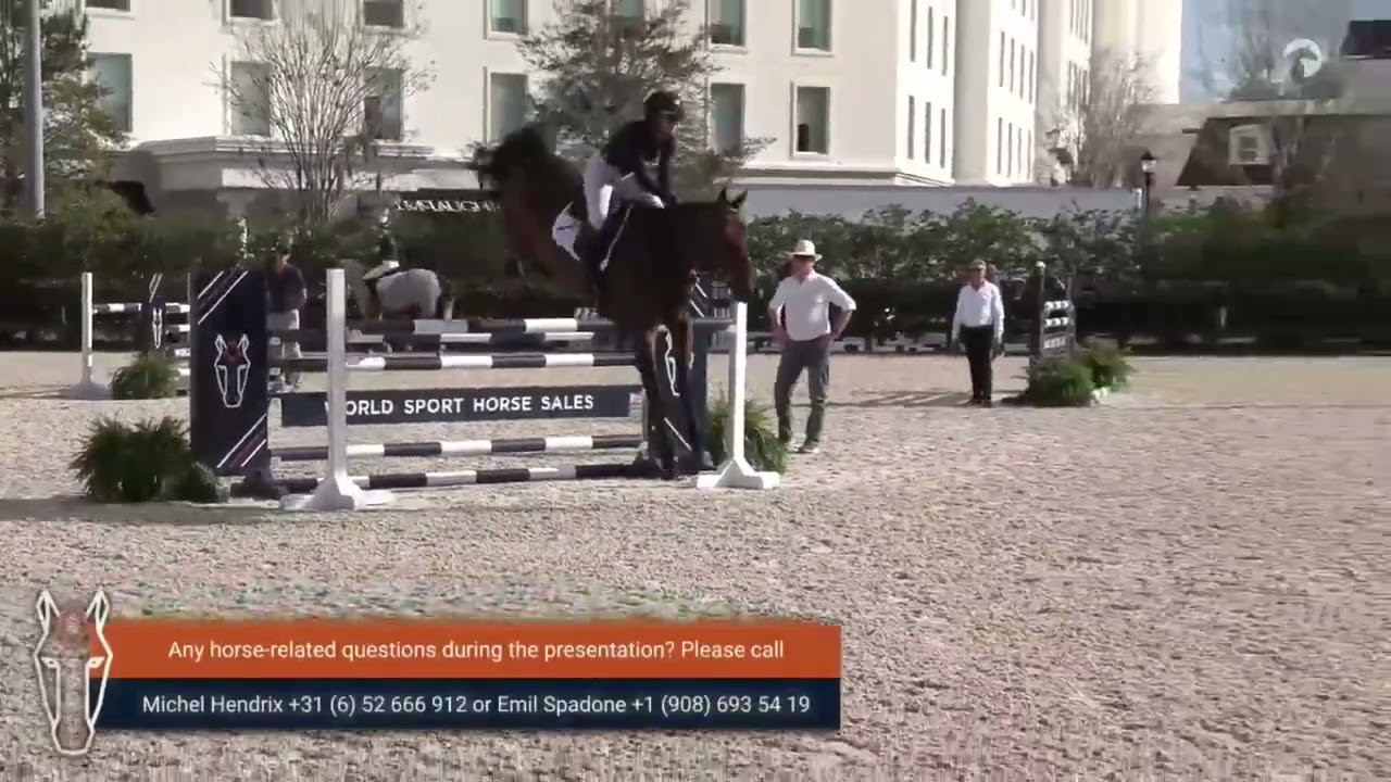 08. Hurricane (Halifax van het Kluizebos x Quaprice Bois Margot)Preview 