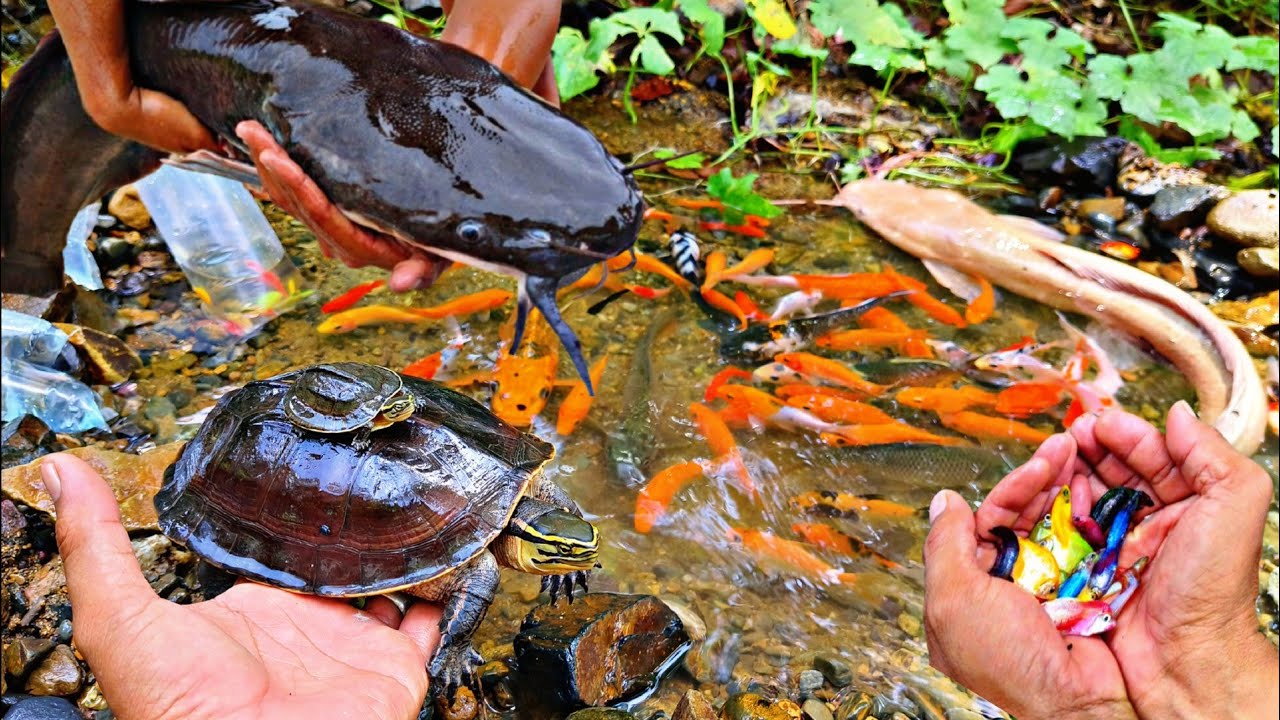 Catching betta fish, there are big catfish, ornamental fish, koi fish, crocodiles, snakes, turtles