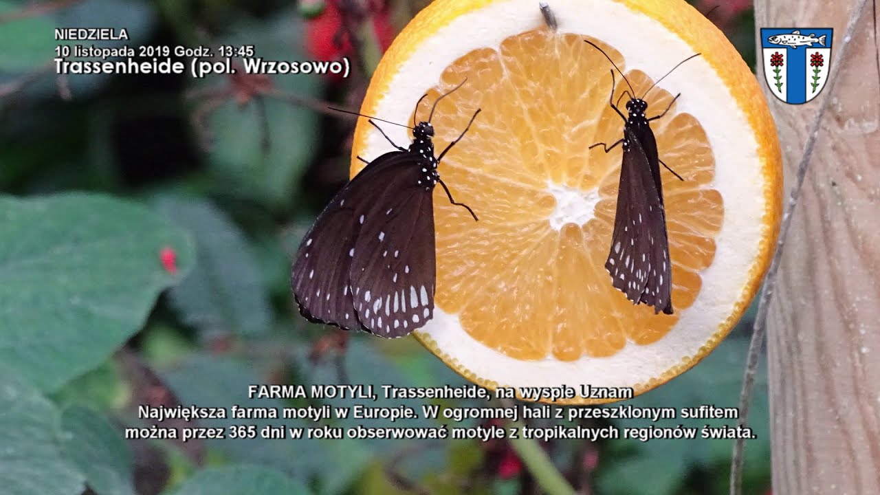 FARMA MOTYLI, Trassenheide, na wyspie Uznam, niedziela 10 listopada 2019