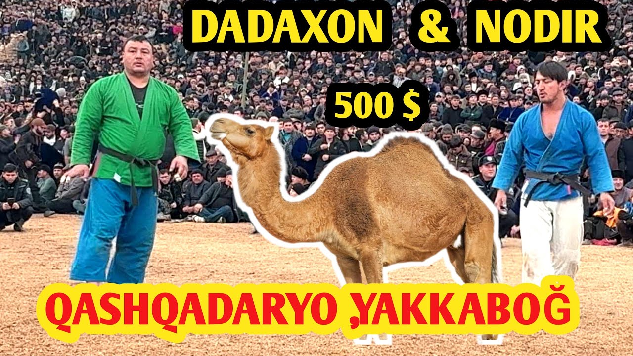 Qashqadaryo,Yakkabogdagi kurash 3-yanvar 