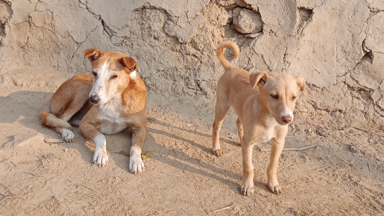 my first live stream I am go to Varanasi travel