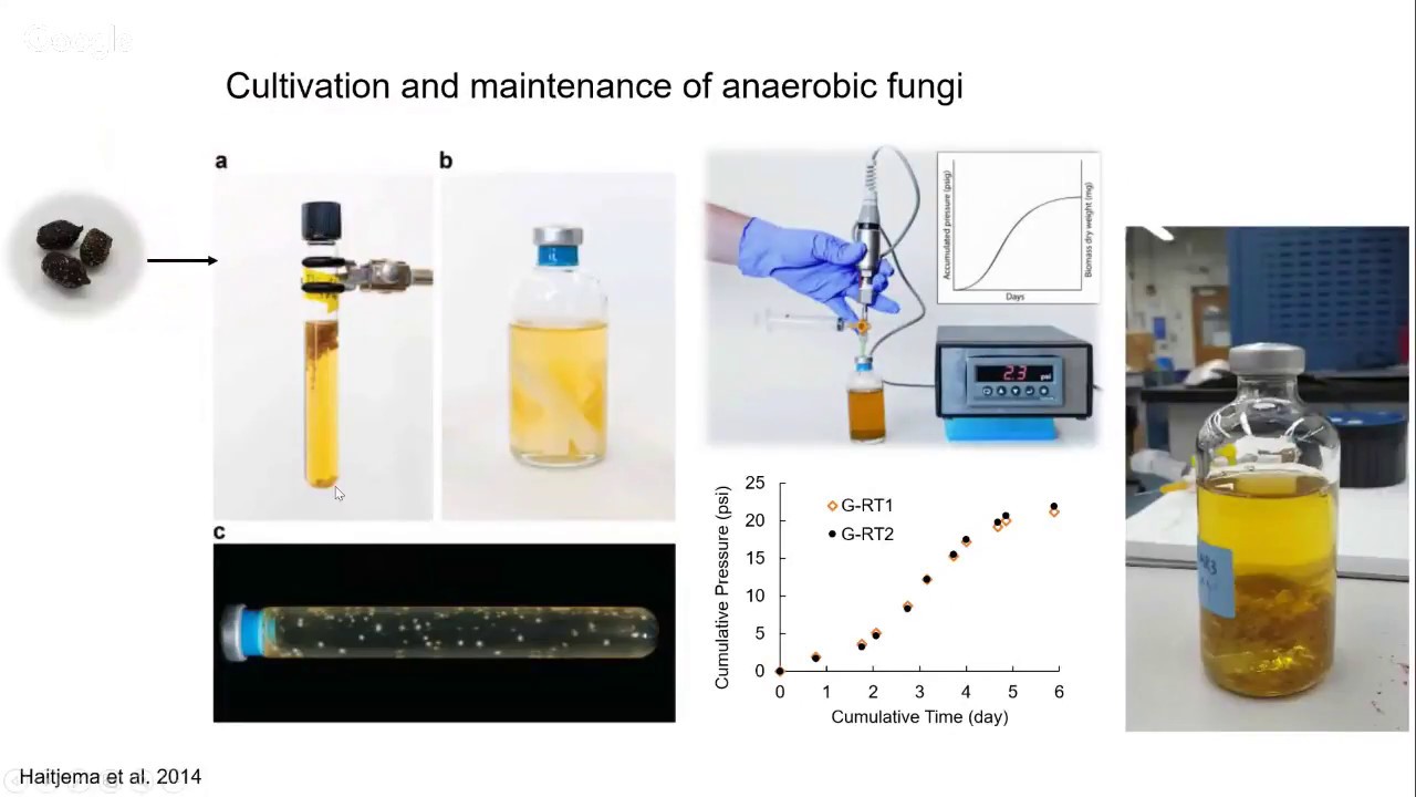 Xuefeng (Nick) Peng: From anaerobic fungi to marine fungi: ecology, diversity, and geochemistry