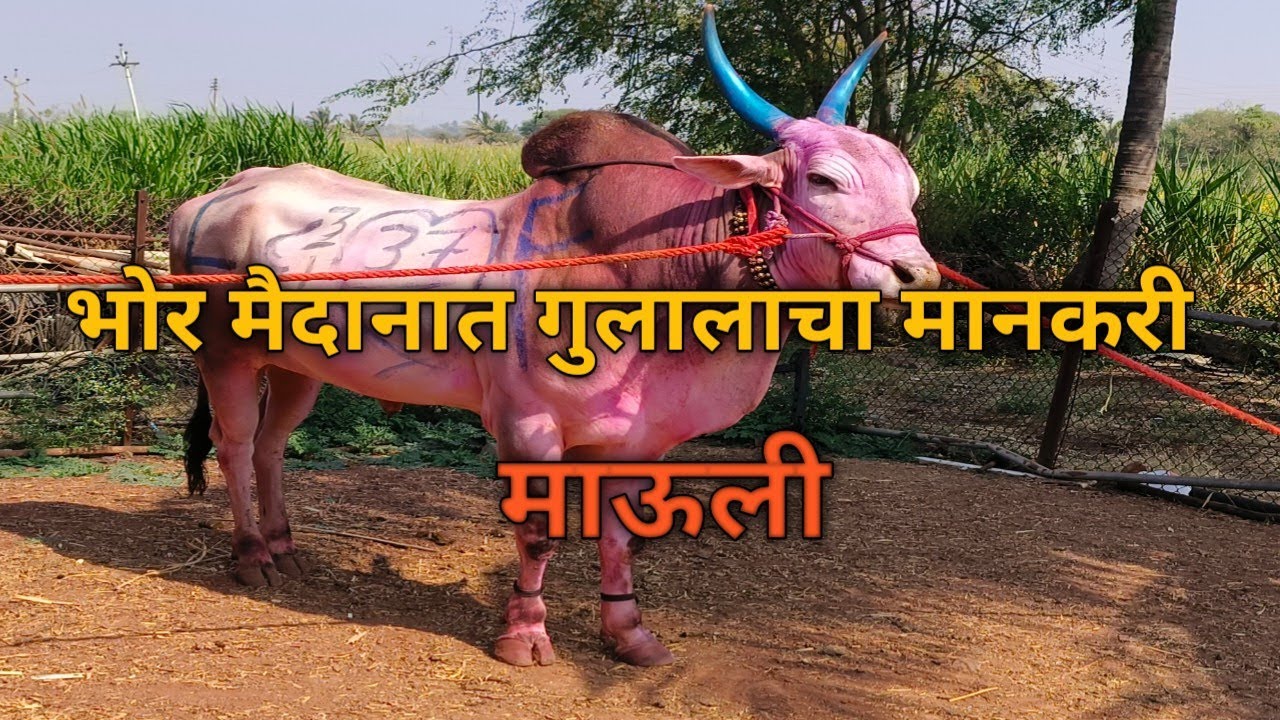भोरच्या मैदानात' माऊली'चा धुरळा!तिसऱ्या क्रमांकाचा मानकरी Mauli Bullock Cart Race Bhor आणि मालक रडला
