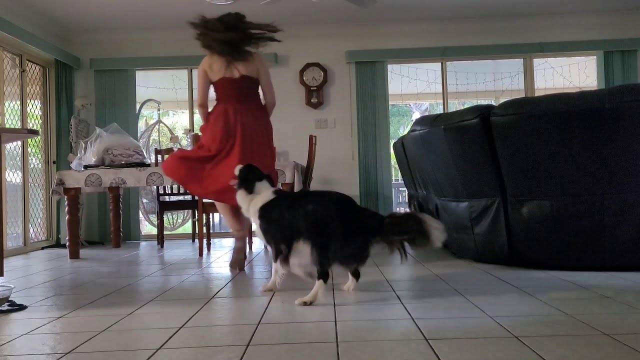 Adorable dog and owner dance together | The Best Dancing Dog Video