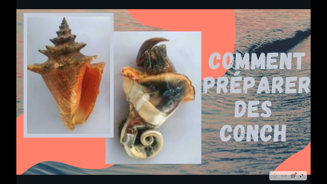 En 3 min ouvrir des conchs /lambi /conques ! La barbade n°3 (Épisode 11)
