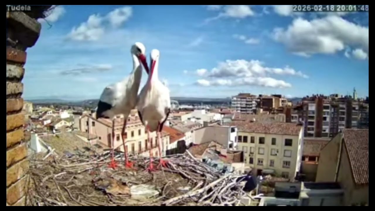 Tudela/ES                     ❤️ The famous Spanish nest storks are back on camera again!