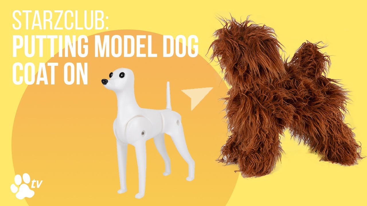 Starzclub Model Dog putting the coat on | TRANSGROOM