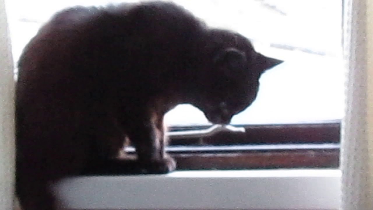 My Beloved Othello