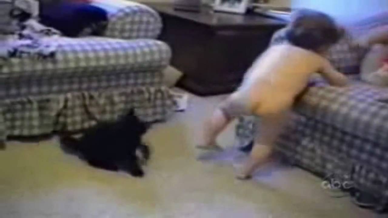 New Funny Cat Bloopers