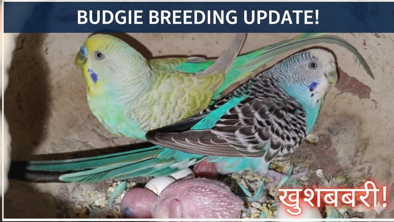 Budgies Breeding Progress 2026: Pehli baar nikle itne saare bachhe! 😍🐣 #budgiebreeding 