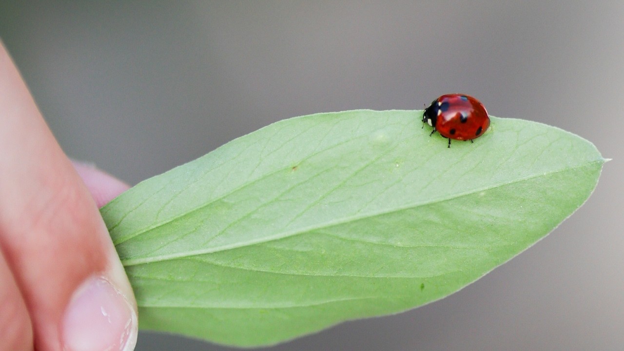 DON’T Buy Ladybugs; PLANT THESE to Attract Native Ladybugs