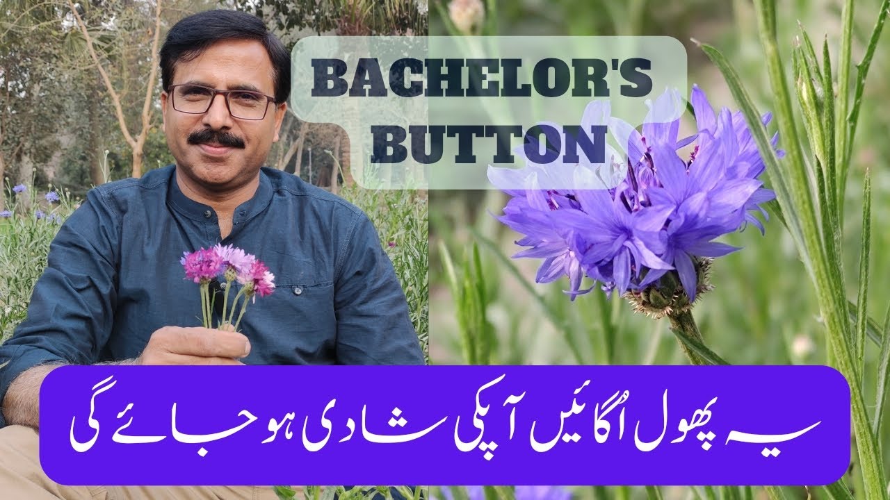 Bachelor's Button Flowers | Wedding flowers