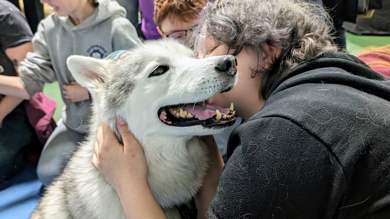 Happy Husky Gets Hugs!  Look at That Dog Smile!