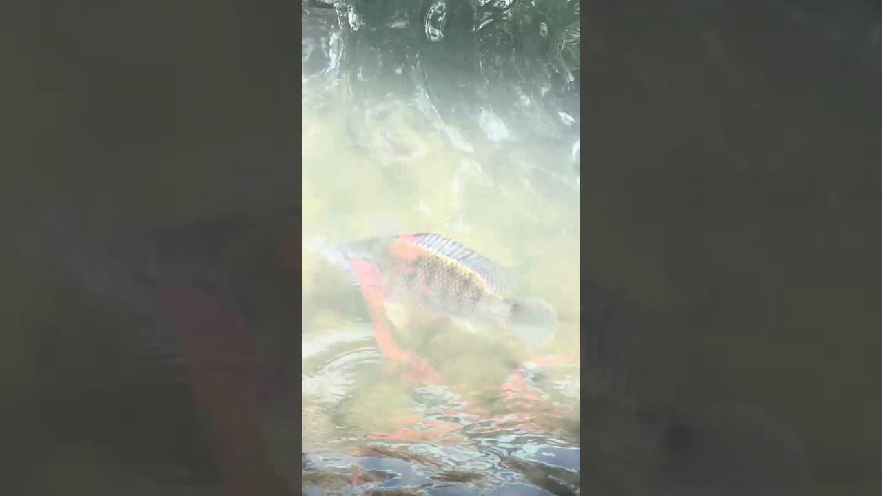 Ikan2 di sungai negara Taiwan 🇹🇼 (@tonylim117 )#trending  #viral  #fish #reels #trendingnow #taiwan 