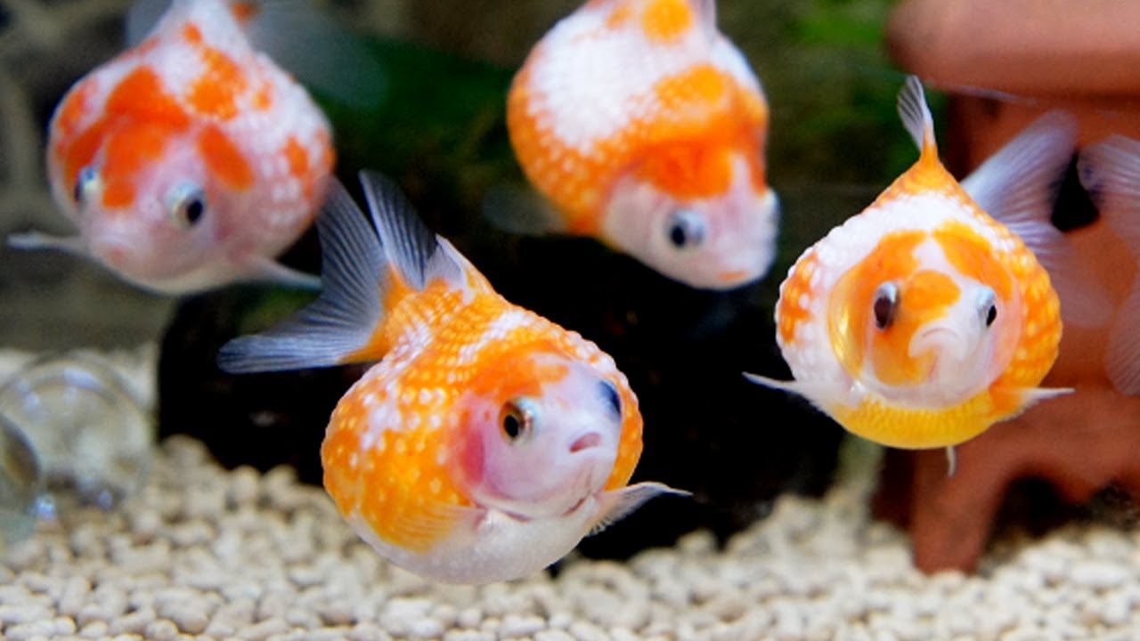 Ikan mas koki tercantik - pearlscale goldfish