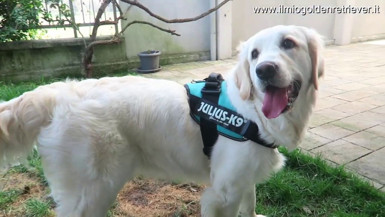 Pettorina Julius K9 IDC Power