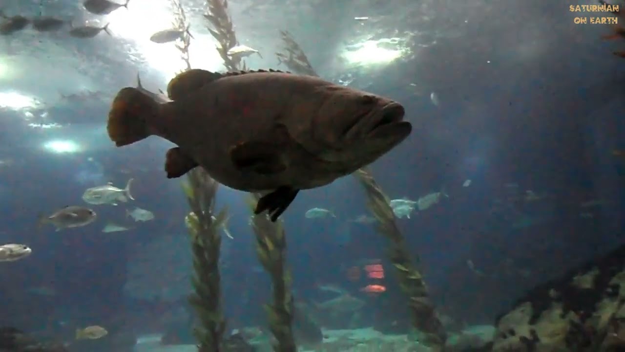 A wonderful visit to the oceanarium in Lisbon...A fantastic day out exploring the Portuguese capital